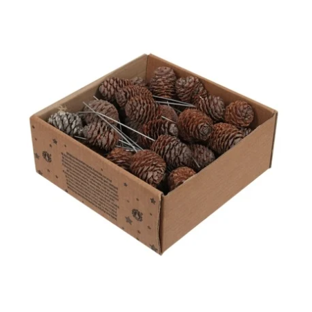 POMME DE PIN MUIRII 10CM Boite 50P