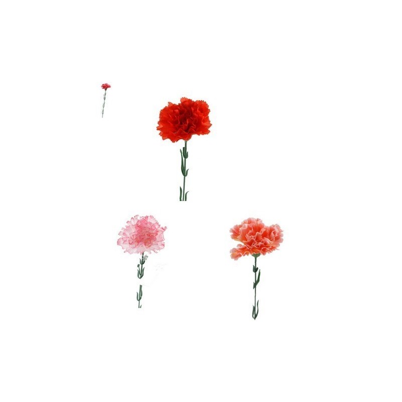 FLEUR OEILLET H48CM BOITE 120P