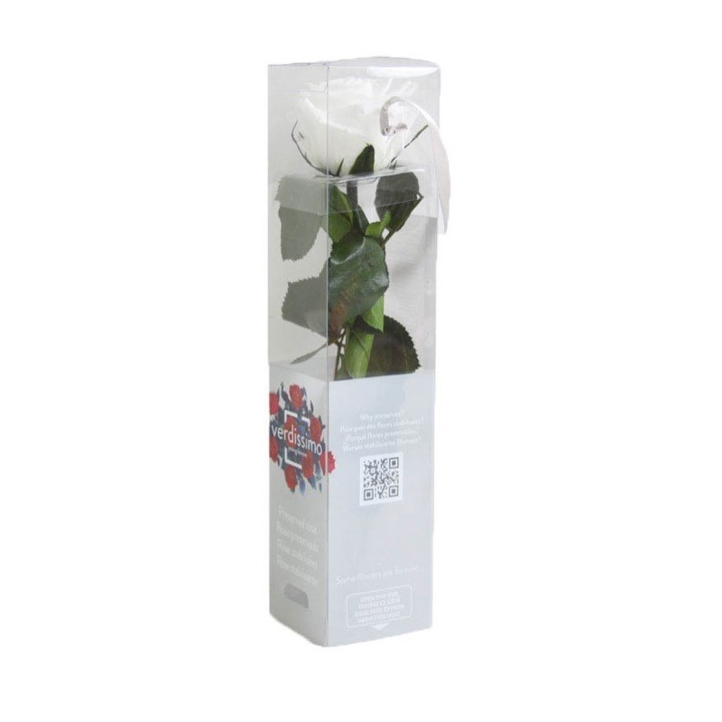 VERDISSIMO-ROSE AMOROSA mini emballée / 1 TIGE