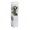 VERDISSIMO-ROSE AMOROSA mini emballée / 1 TIGE
