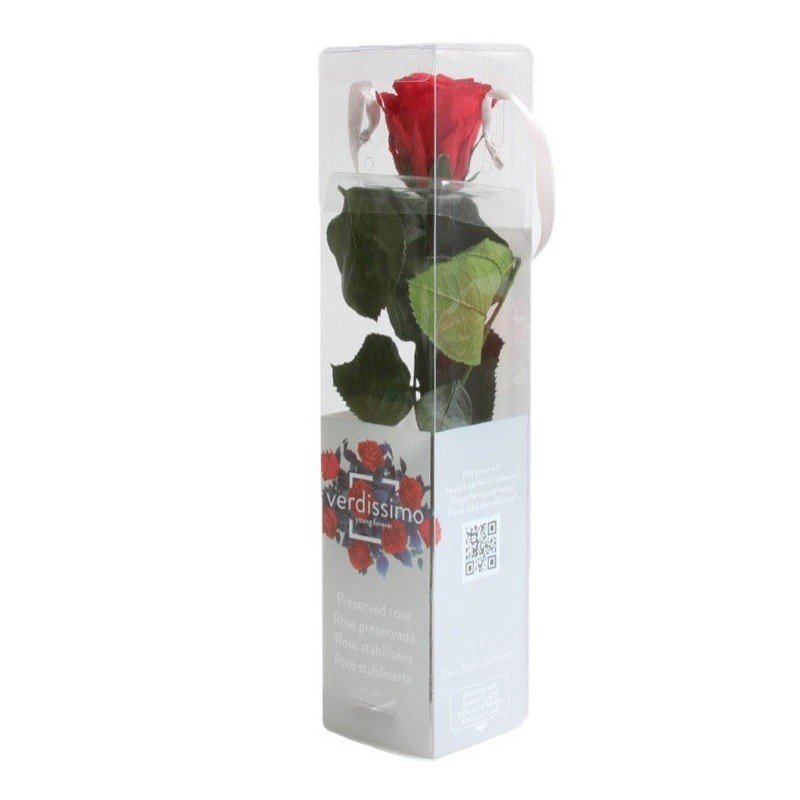 VERDISSIMO-ROSE AMOROSA mini emballée / 1 TIGE