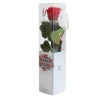 VERDISSIMO-ROSE AMOROSA mini emballée / 1 TIGE