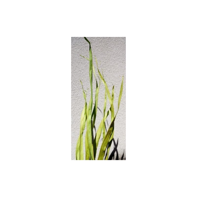 LONG PALM 200CM /10P