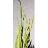 LONG PALM 200CM /10P