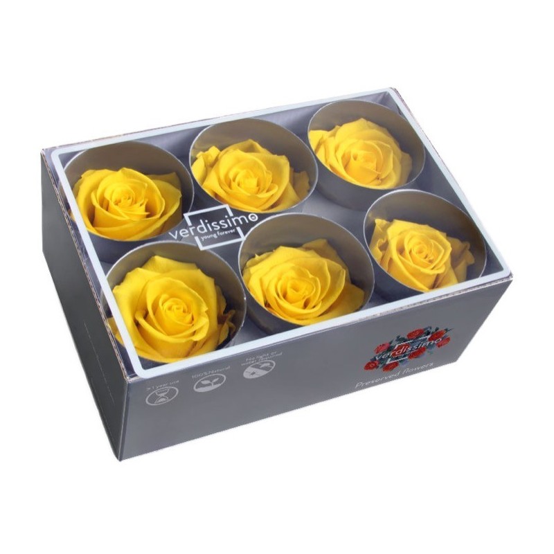 VERDISSIMO-ROSE Standard 6P