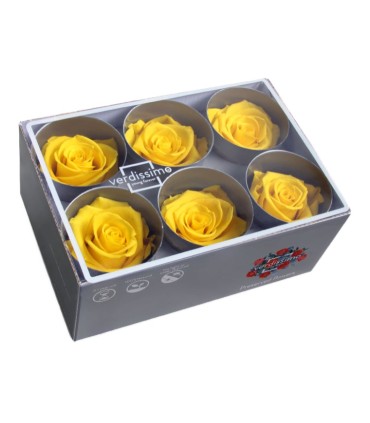 VERDISSIMO-ROSE Standard 6P
