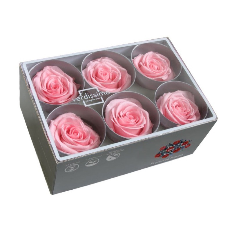 VERDISSIMO-ROSE Standard 6P