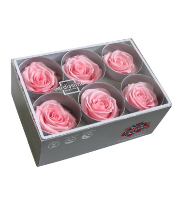 VERDISSIMO-ROSE Standard 6P