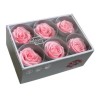 VERDISSIMO-ROSE Standard 6P