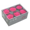 VERDISSIMO-ROSE Standard 6P