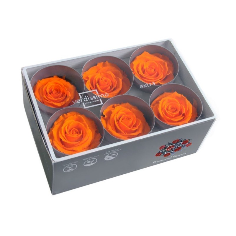 VERDISSIMO-ROSE Standard 6P