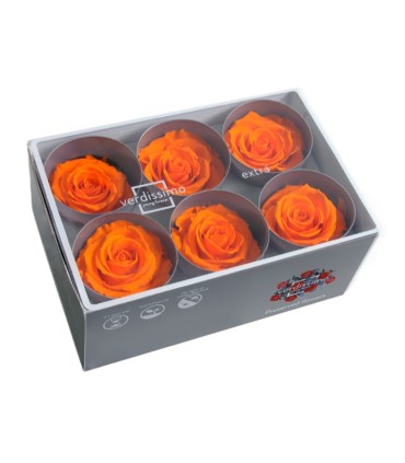 VERDISSIMO-ROSE Standard 6P