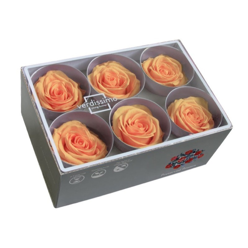 VERDISSIMO-ROSE Standard 6P