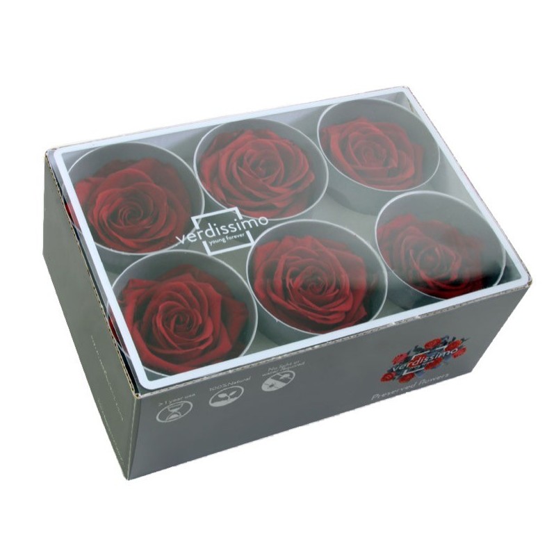 VERDISSIMO-ROSE Standard 6P