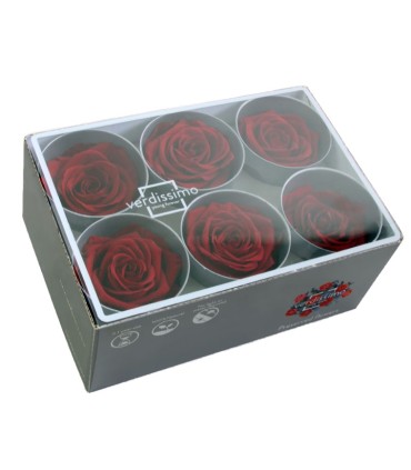 VERDISSIMO-ROSE Standard 6P