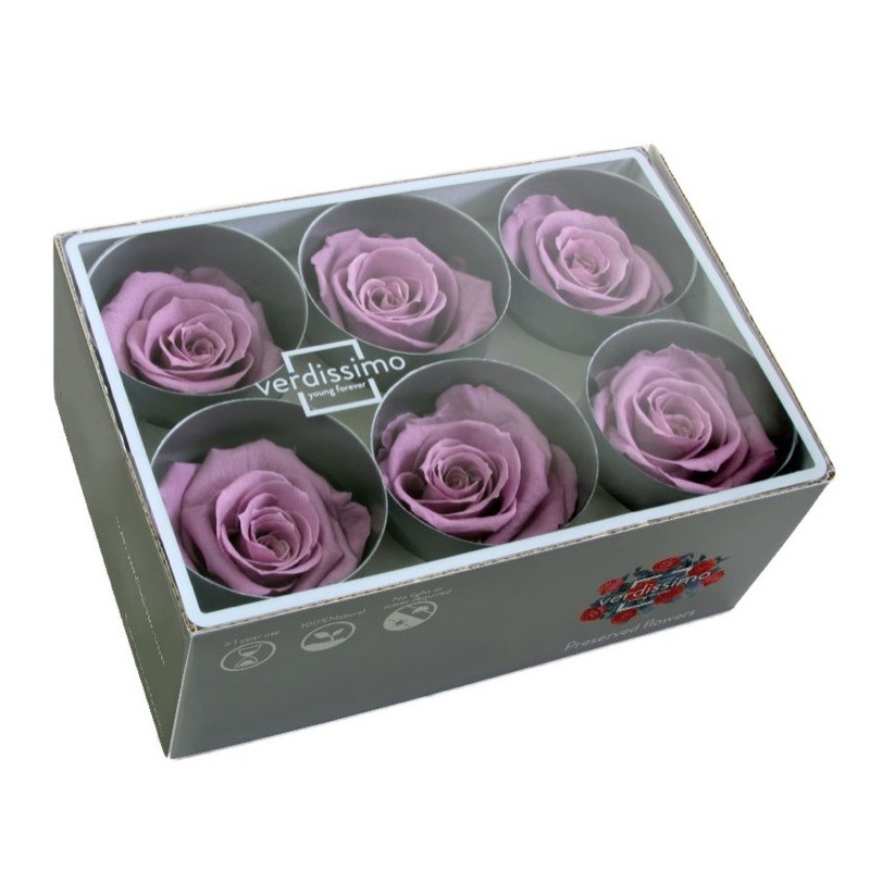 VERDISSIMO-ROSE Standard 6P