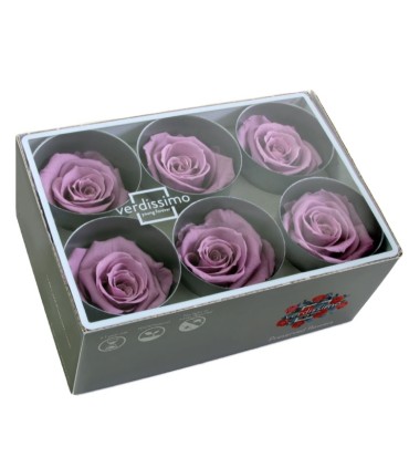 VERDISSIMO-ROSE Standard 6P