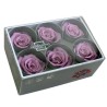 VERDISSIMO-ROSE Standard 6P