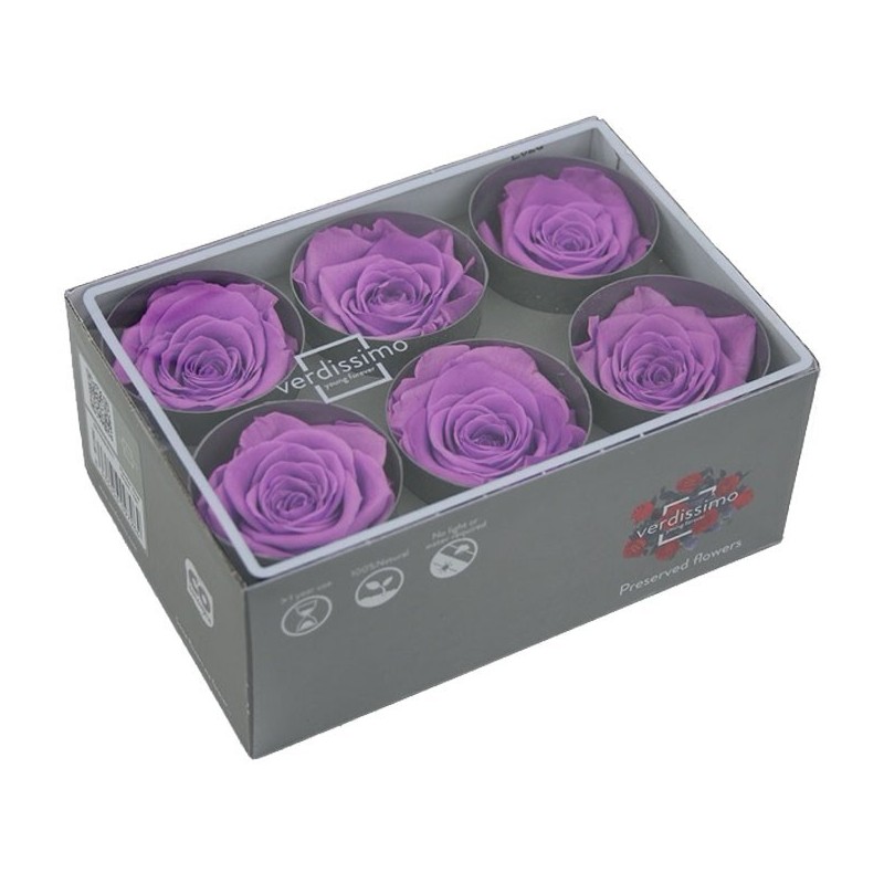 VERDISSIMO-ROSE Standard 6P