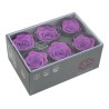 VERDISSIMO-ROSE Standard 6P