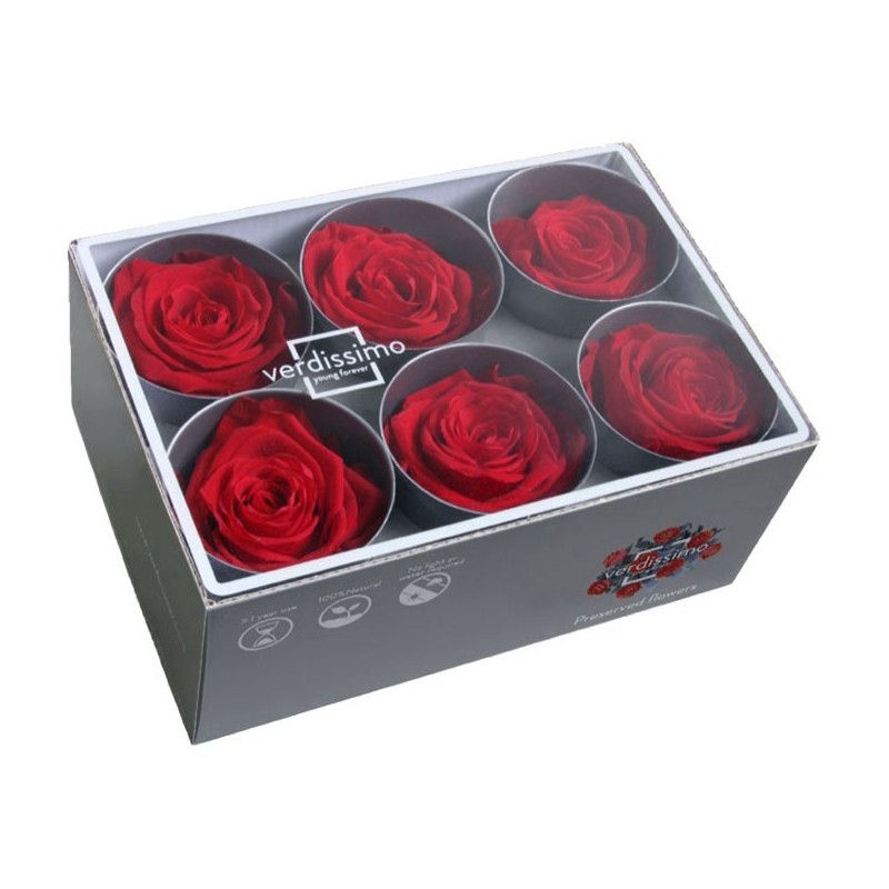 VERDISSIMO-ROSE Standard 6P