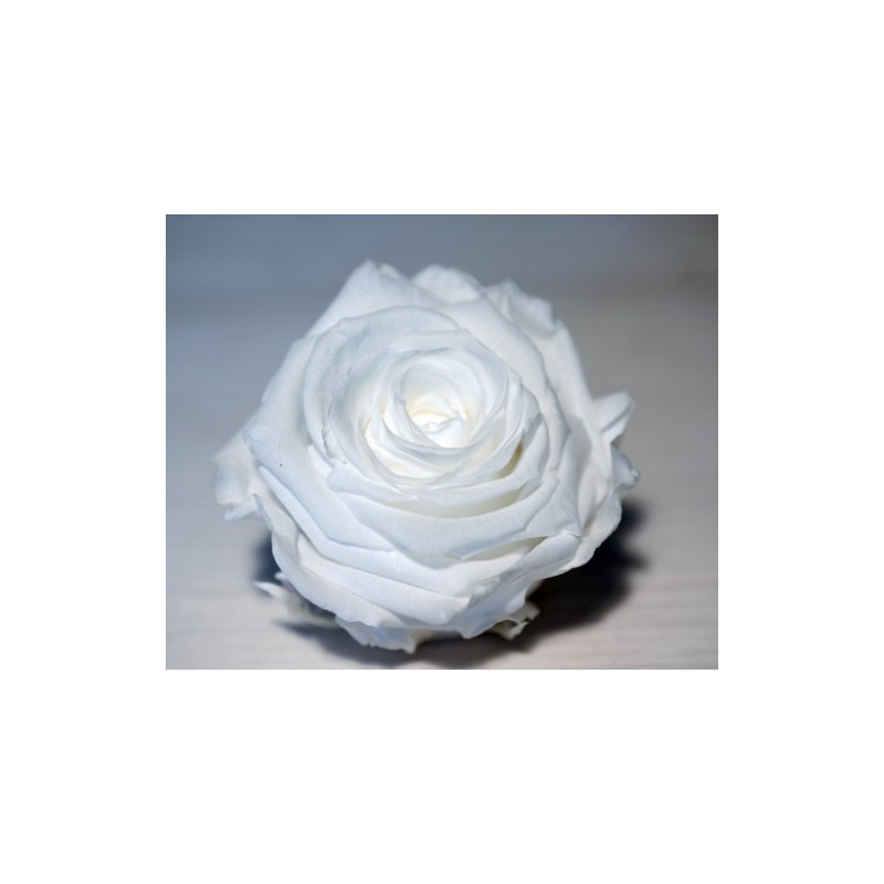 VERDISSIMO-ROSE Standard 6P