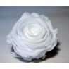 VERDISSIMO-ROSE Standard 6P