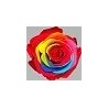 VERDISSIMO-ROSE Standard 6P