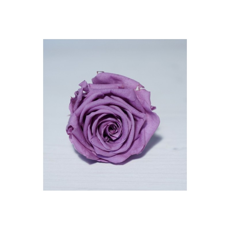 VERDISSIMO-ROSE Standard 6P