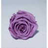 VERDISSIMO-ROSE Standard 6P