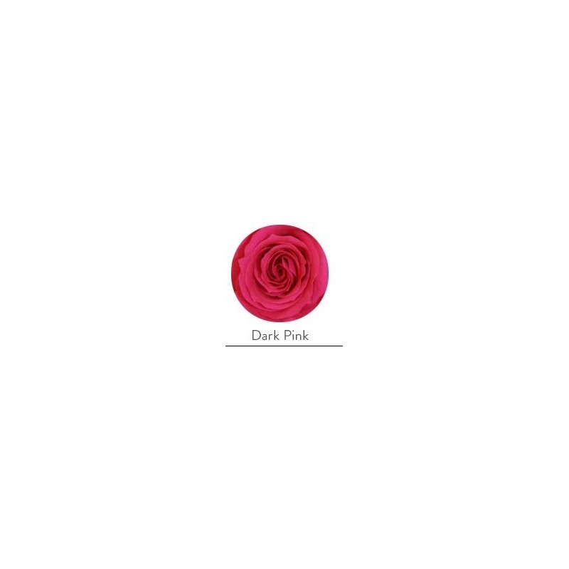 VERDISSIMO-ROSE Standard 6P