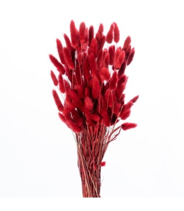 LAGURUS SECHE COULEUR 100GR