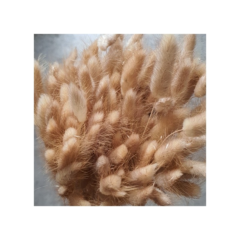 LAGURUS SECHE NATUREL 100gr