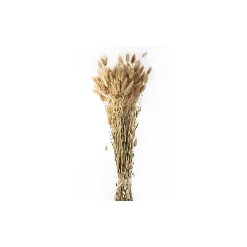LAGURUS SECHE NATUREL 100gr