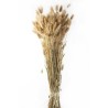 LAGURUS SECHE NATUREL 100gr