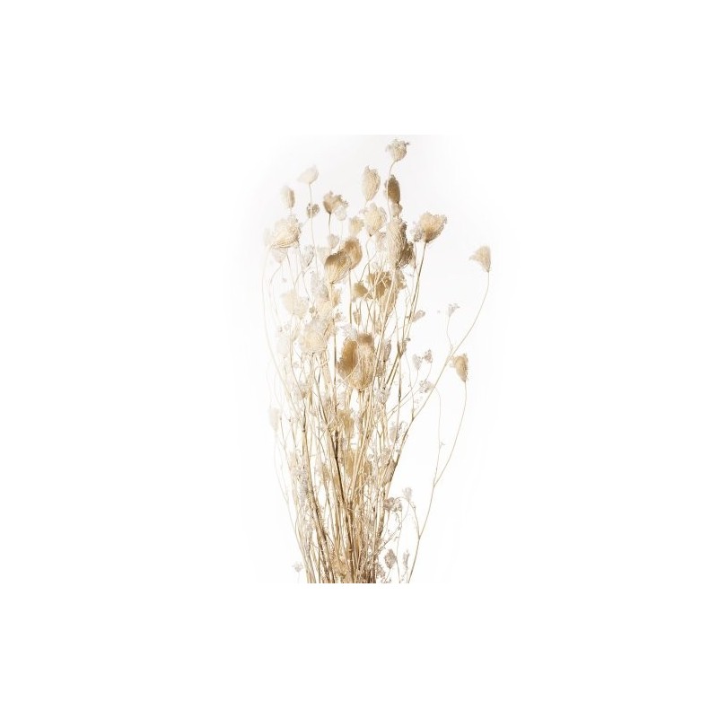 OMBELLIFERE FERMEE BLANCHI / BOTTE