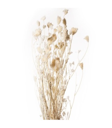 OMBELLIFERE FERMEE BLANCHI / BOTTE