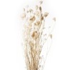 OMBELLIFERE FERMEE BLANCHI / BOTTE