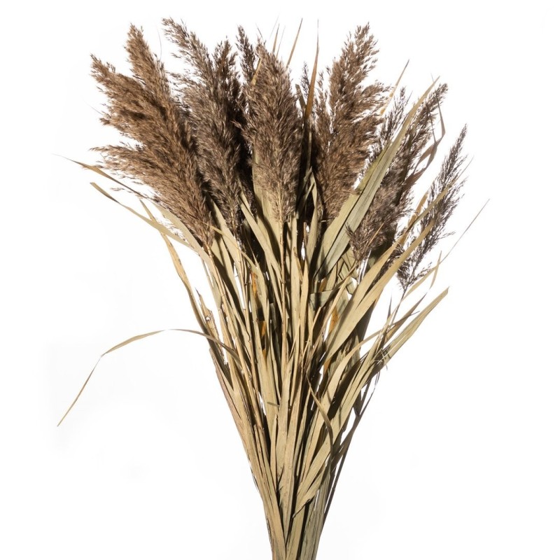 SEC CANNUCCIA AVEC FEUILLE NATUREL les 20P