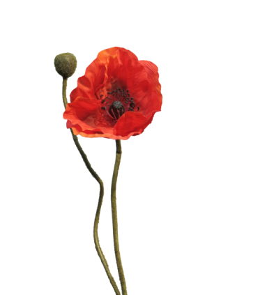 FLEURS PAVOT RHOES BEAUTY 60CM/1P