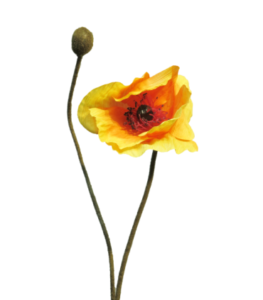 FLEURS PAVOT RHOES BEAUTY 60CM/1P