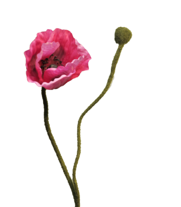 FLEURS PAVOT RHOES BEAUTY 60CM/1P