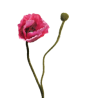 FLEURS PAVOT RHOES BEAUTY 60CM/1P