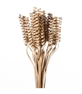 WILLOW SPRING COULEUR les 30P