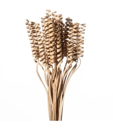 WILLOW SPRING COULEUR les 30P