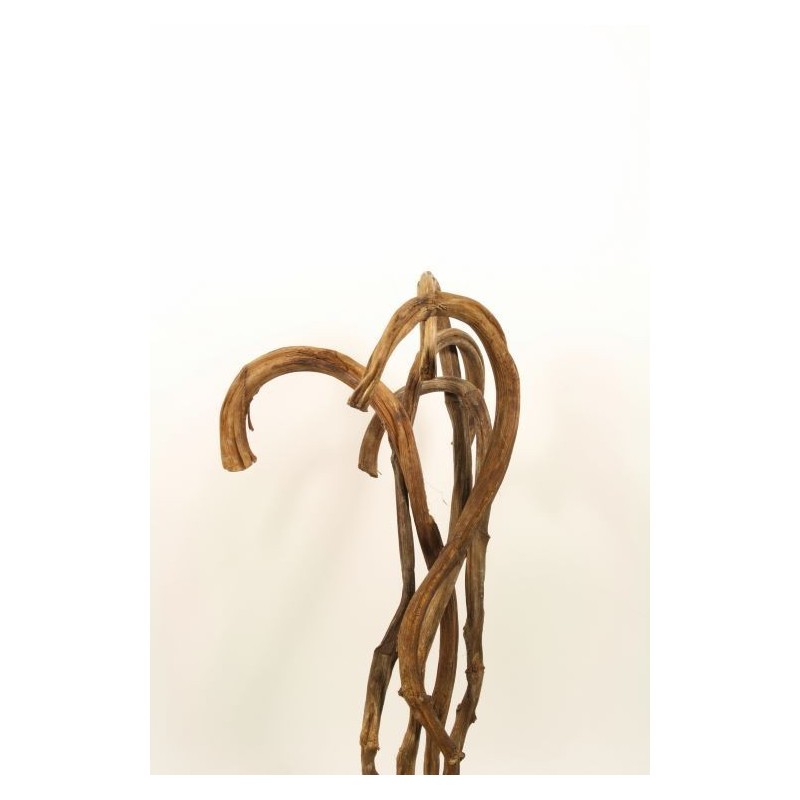 BRANCHE DE BANANE naturel / 5 PIECES