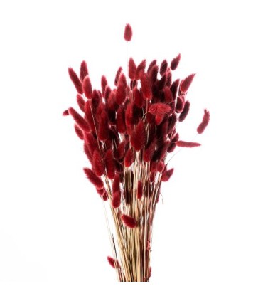 LAGURUS SECHE COULEUR 100GR