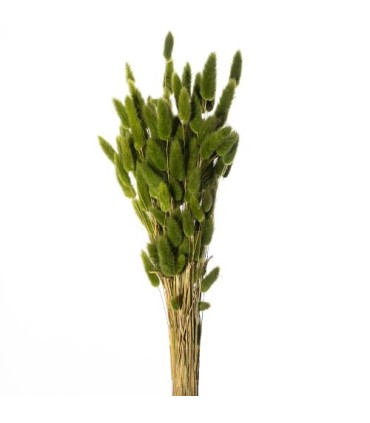 LAGURUS SECHE COULEUR 100GR