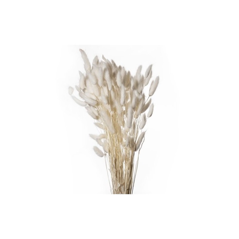 LAGURUS SECHE COULEUR 100GR