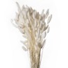 LAGURUS SECHE COULEUR 100GR